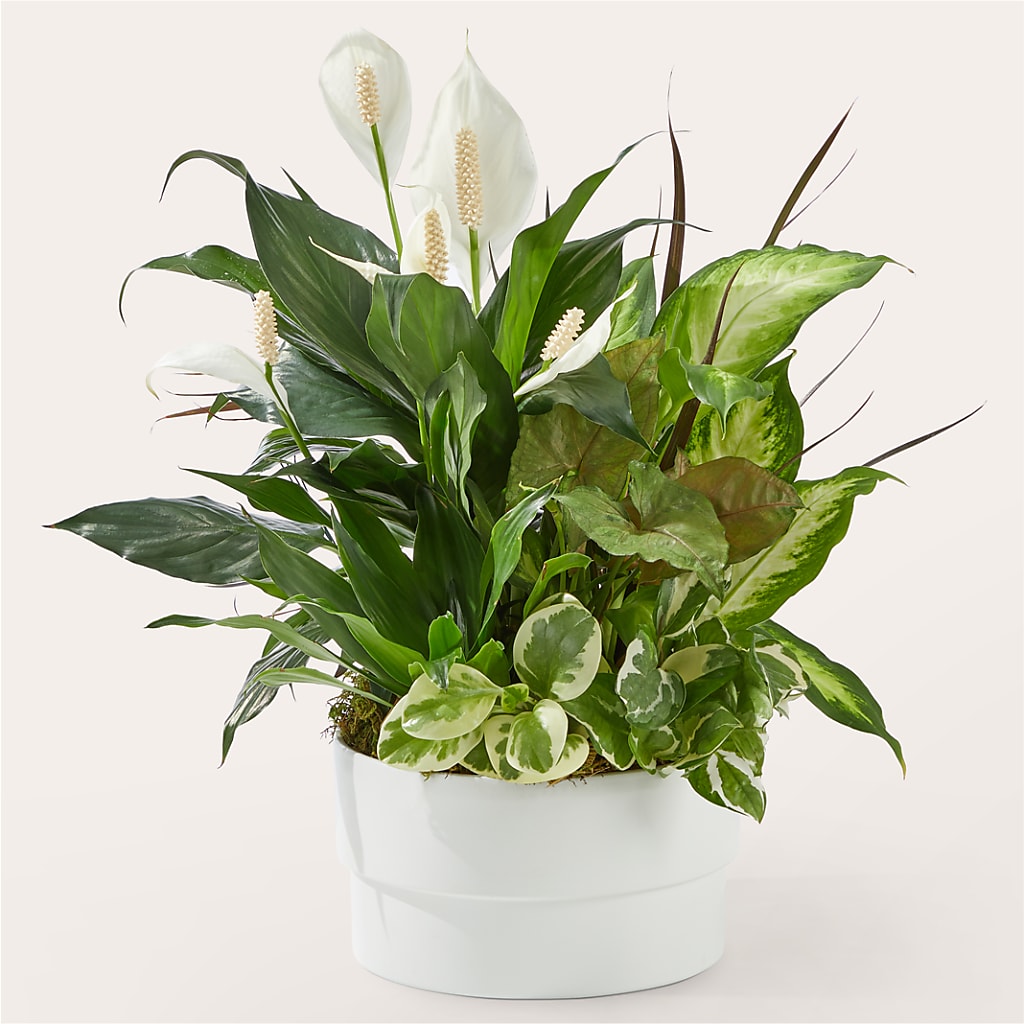 Radiating Positivity Dishgarden – GIVENS FLOWERS & GIFTS LLC, Georgetown DE