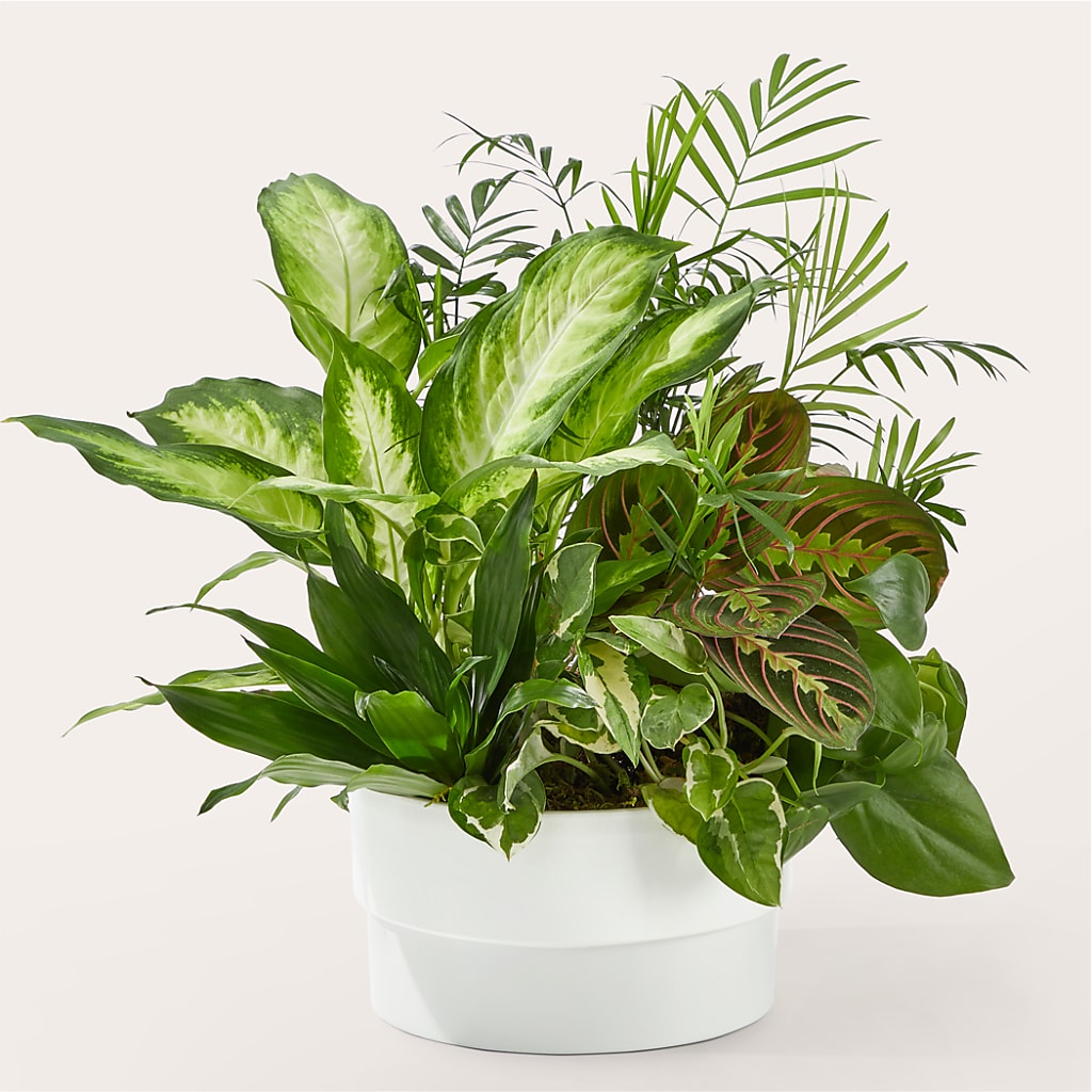 Radiating Positivity Dishgarden – GIVENS FLOWERS & GIFTS LLC, Georgetown DE