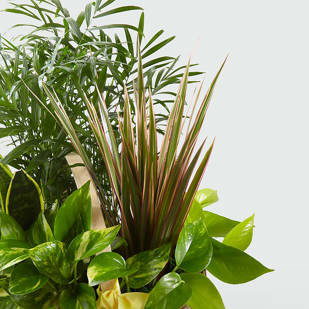 French Garden – GIVENS FLOWERS & GIFTS LLC, Georgetown DE