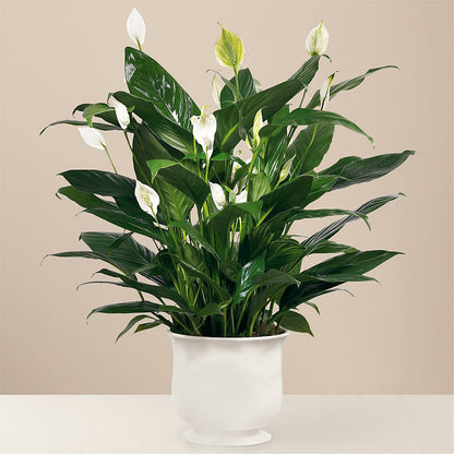Comfort Planter – GIVENS FLOWERS & GIFTS LLC, Georgetown DE