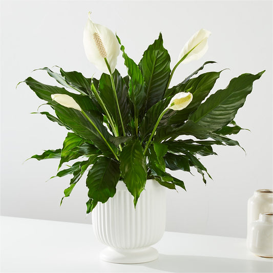 Comfort Planter – GIVENS FLOWERS & GIFTS LLC, Georgetown DE
