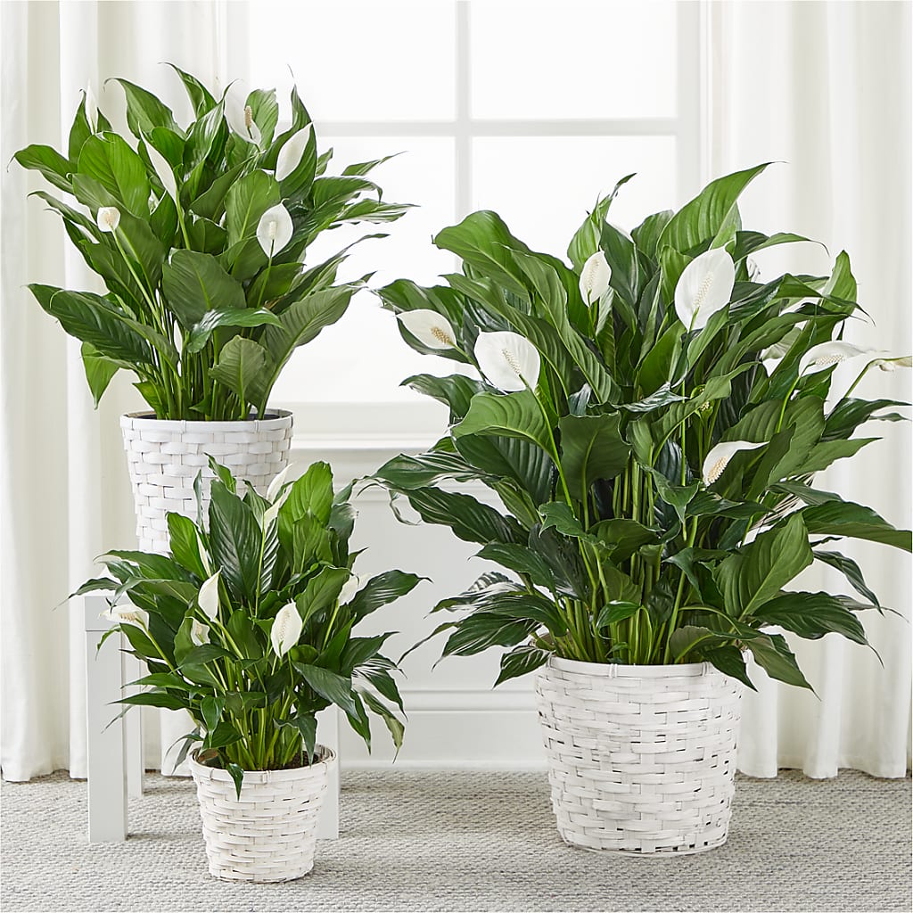 A New Leaf Peace Lily – GIVENS FLOWERS & GIFTS LLC, Georgetown DE
