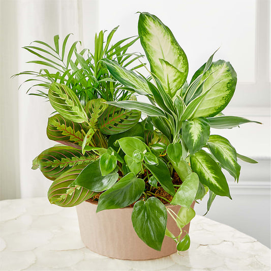 Balance & Harmony Dishgarden – GIVENS FLOWERS & GIFTS LLC, Georgetown DE